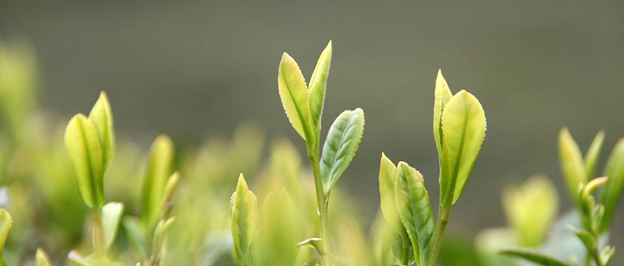 香港全年最全免费资料大全