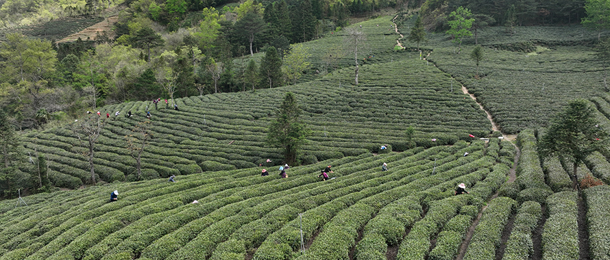 香港全年最全免费资料大全