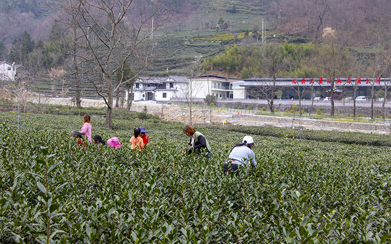 香港全年最全免费资料大全